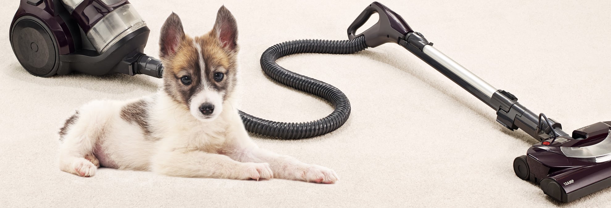 Best Vacuums for Pet Hair Consumer Reports